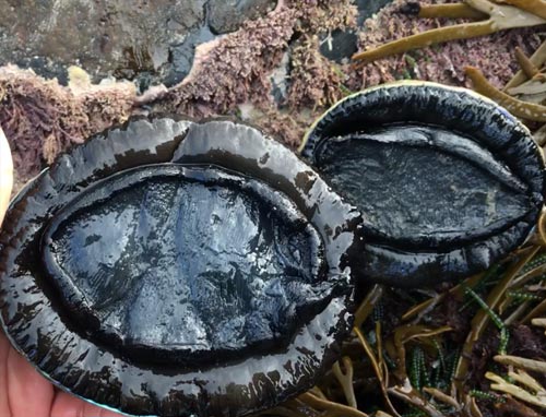 Black Gold Abalone | Premium Seafood Delicacy | Freshly Selected • High-Protein Superfood