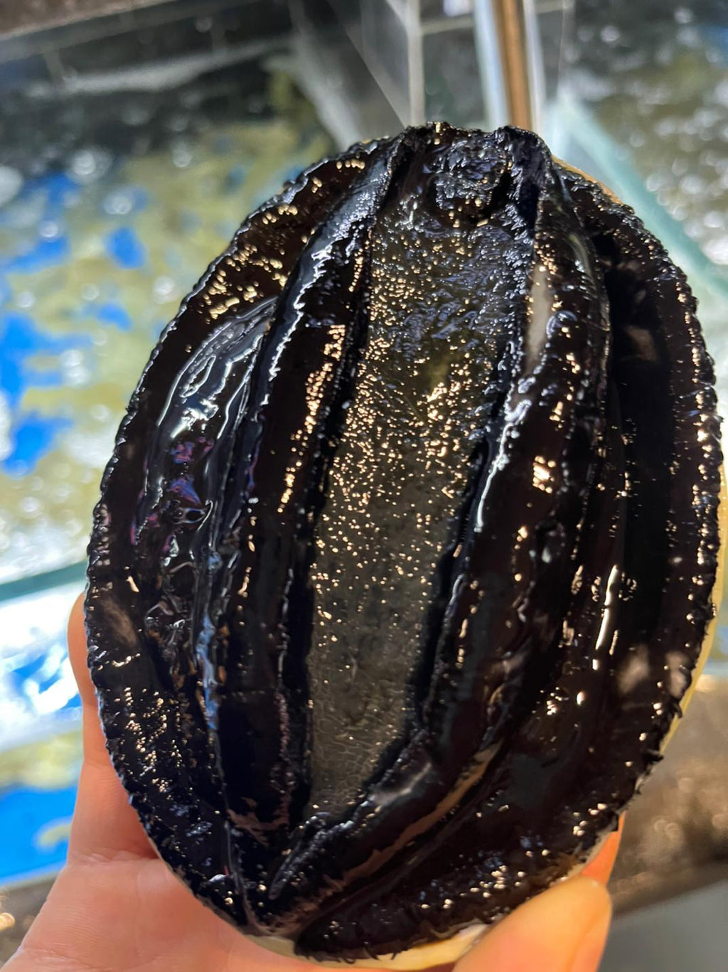 Black Gold Abalone | Premium Seafood Delicacy | Freshly Selected • High-Protein Superfood