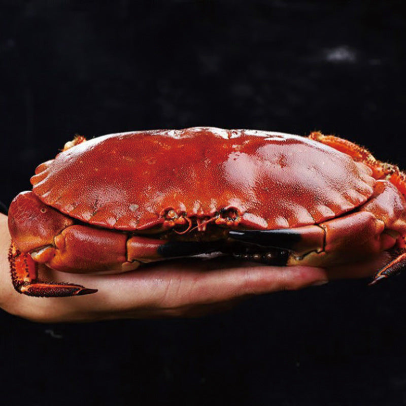 Fresh Bread Crab | Premium Seafood | Tender Meat & High-Protein Nutrition