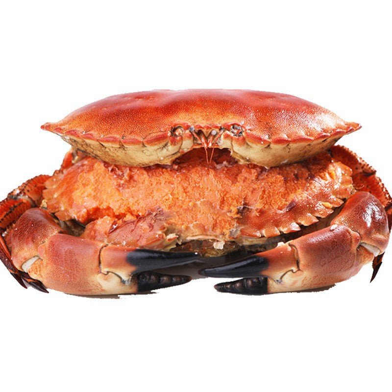 Fresh Bread Crab | Premium Seafood | Tender Meat & High-Protein Nutrition