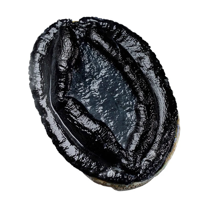 Black Gold Abalone | Premium Seafood Delicacy | Freshly Selected • High-Protein Superfood